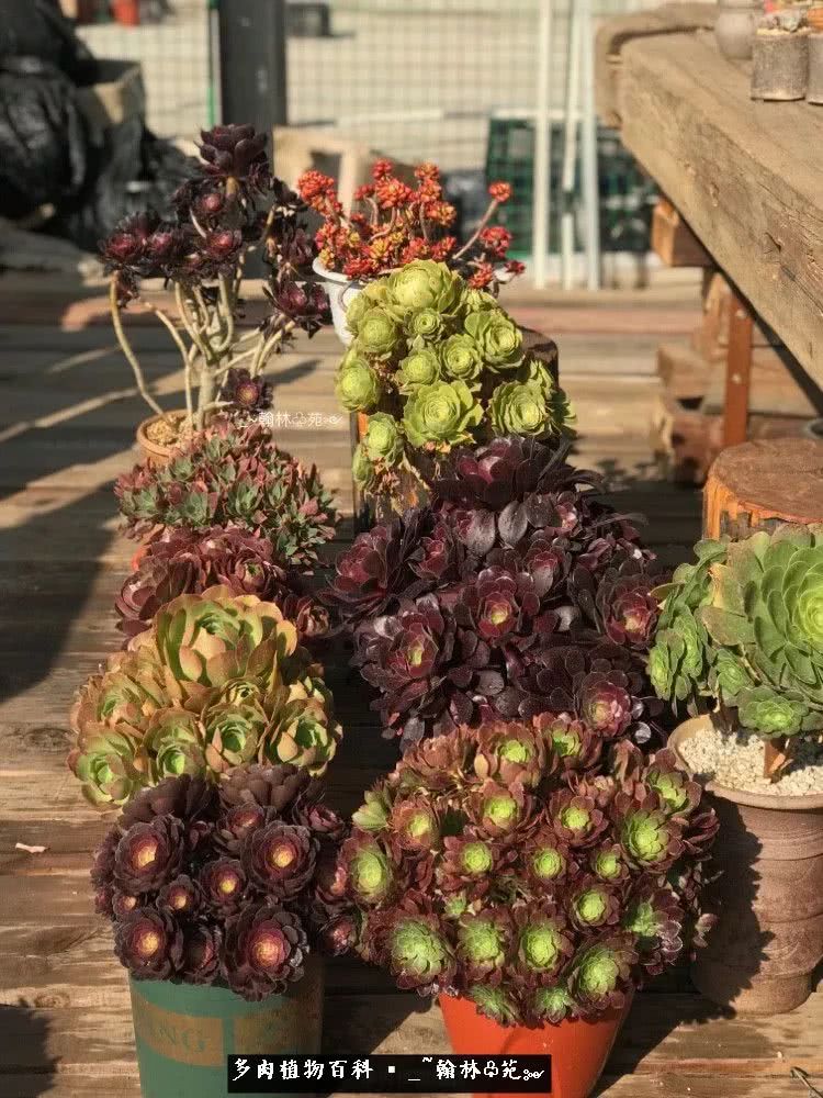 昆明精品多肉花园,昆明最好看的多肉花园