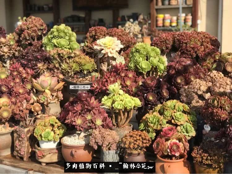 又一场法师视觉盛宴欣赏：翰林苑的昆明多肉花园！