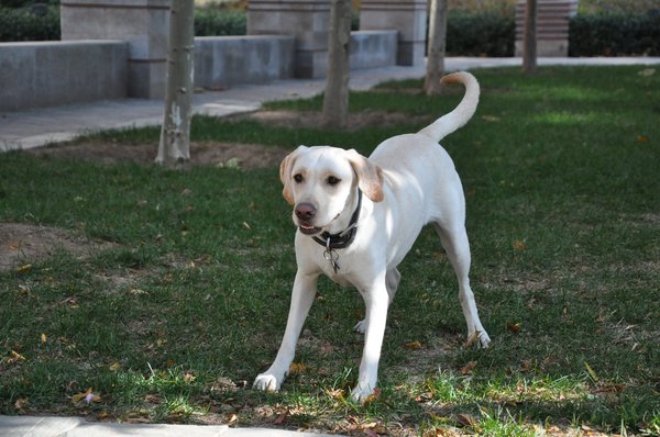 拉布拉多犬该如何训练,拉布拉多犬怎么训练