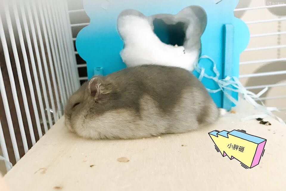 三只仓鼠游戏,三只仓鼠选什么笼子