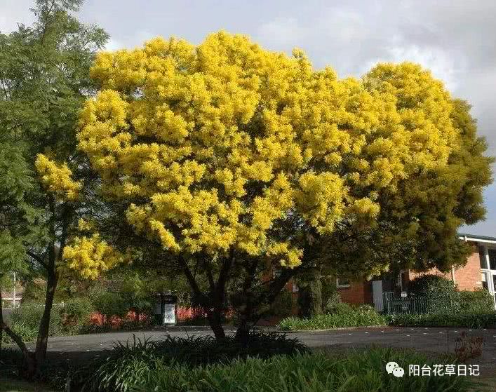 世界上最具代表5种国花,各国国花有哪些特点