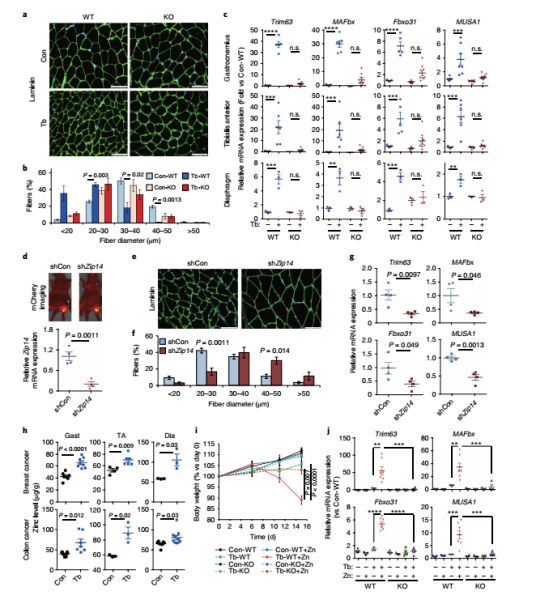 nature子刊缺氧癌症,nature子刊禁食加维生素c