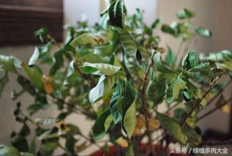 栀子掉花蕾是什么原因,栀子花苞根部发黄怎么办