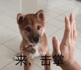 狗狗必备的5种玩具,狗狗最喜欢玩的纸玩具