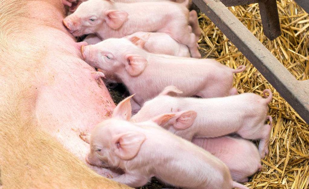 仔猪白痢最有效的方法,仔猪黄白痢问题不大