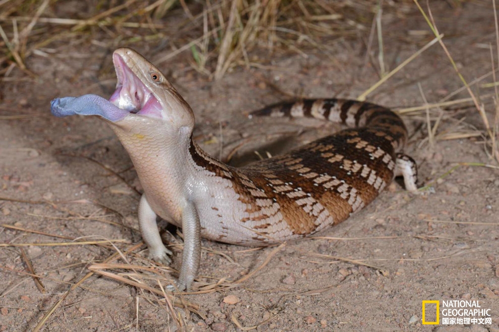 神奇蜥蜴,神奇的蜥蜴