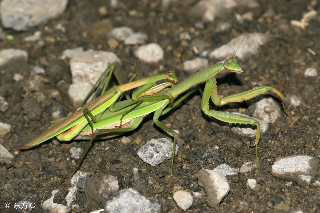 雌螳螂只有雄螳螂吃掉才能怀孕吗,雌螳螂真的会吃掉雄螳螂吗