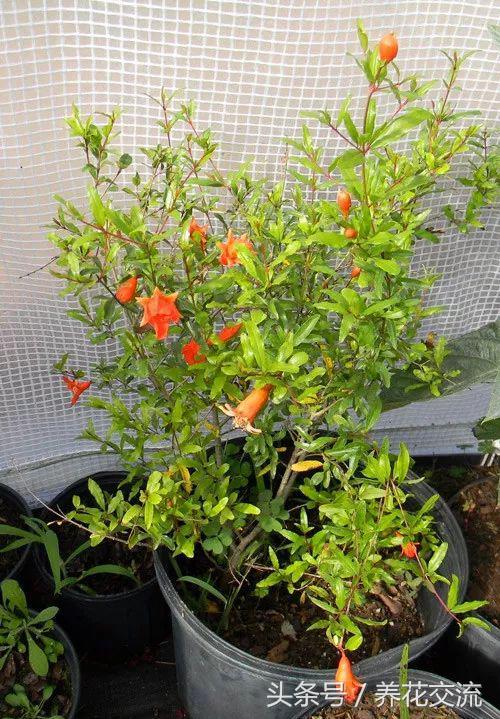 石榴的种子在什么季节播种最好,石榴的栽培繁殖方法