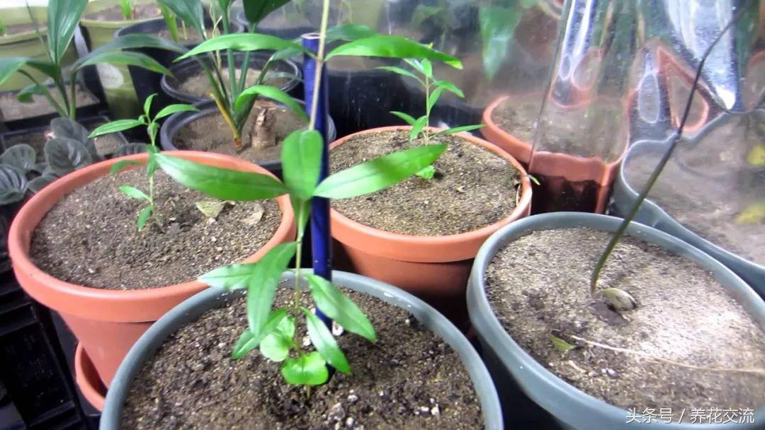 石榴的种子盆栽种植方法,石榴如何种植才可以开花结果