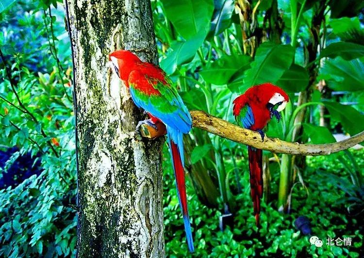 巧言善辩的视频,智商第一名的金刚鹦鹉是什么