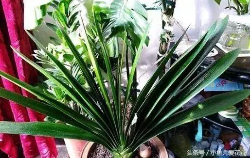 养花浇水知道这14个坑花能活20年,不适合多浇水的8种花