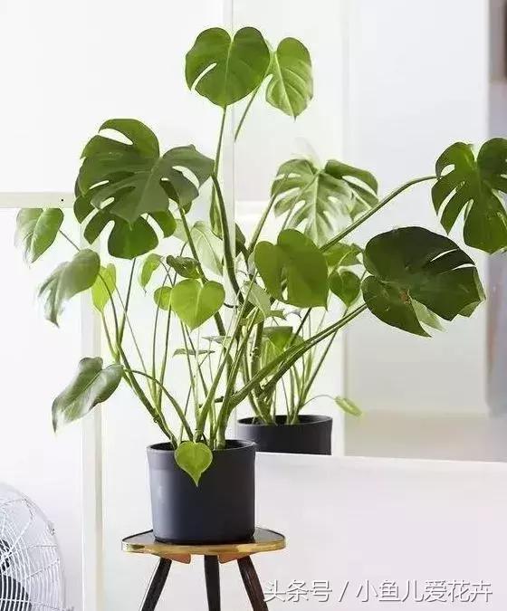 养花浇水知道这14个坑花能活20年,不适合多浇水的8种花