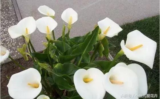 养花浇水知道这14个坑花能活20年,不适合多浇水的8种花