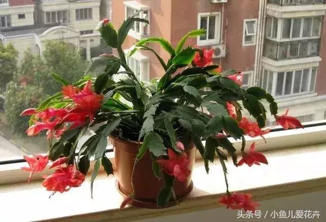 养花浇水知道这14个坑花能活20年,不适合多浇水的8种花