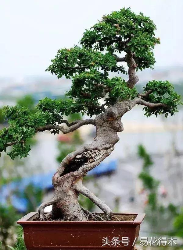 怎么区分榆树和榉树,怎么分辨榆叶梅和碧桃