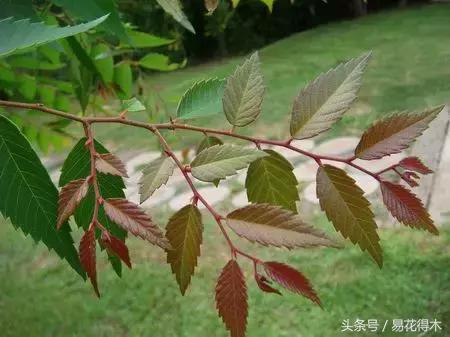 怎么区分榆树和榉树,怎么分辨榆叶梅和碧桃