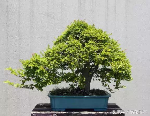 小叶榆和榉树怎样鉴别,小叶榔榆和花皮榆有什么区别