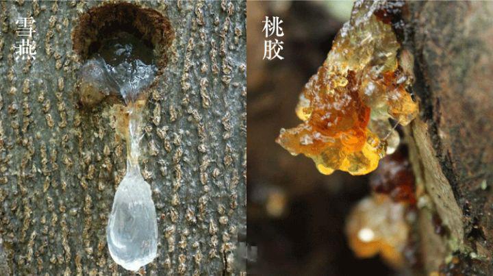 植物燕窝到底是真的吗,植物燕窝与天然燕窝有什么区别