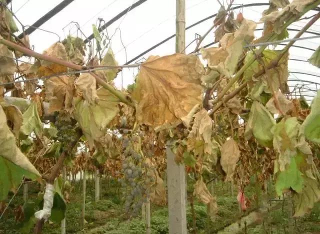 葡萄成熟掉果,葡萄快成熟时为什么果粒缩水掉料