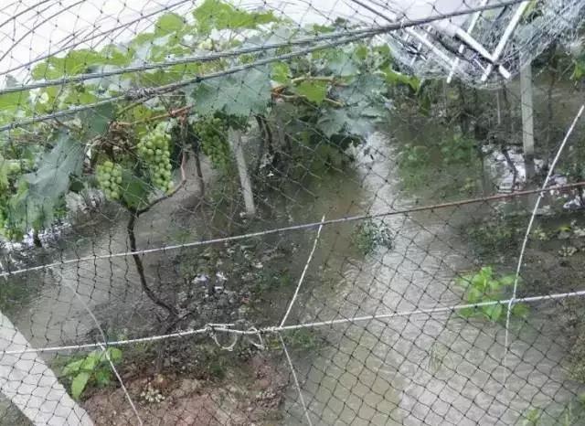 葡萄成熟掉果,葡萄快成熟时为什么果粒缩水掉料