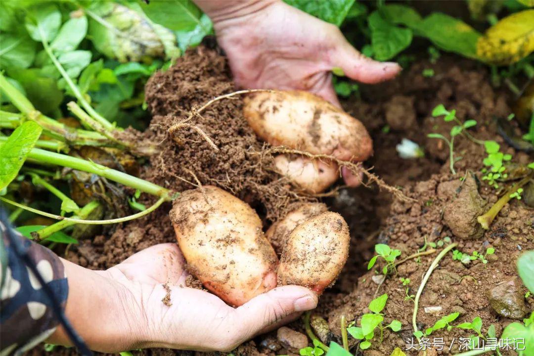 深山寻味｜远赴镇康，遇见一个不一样的木场乡