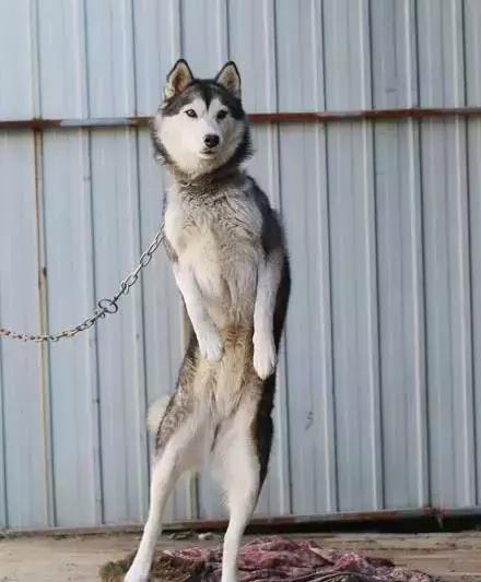 哈士奇被主人绑在家门口，不为了看门，只是防止二哈上天！