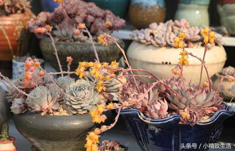 多肉植物开花前怎么养好,多肉植物开花怎么处理