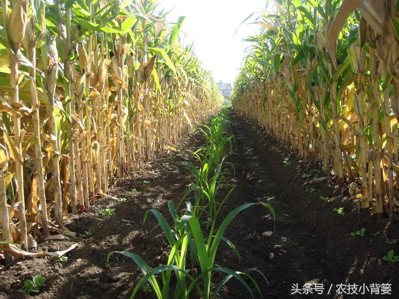 这些作物间作套种，既能减少病虫害发生，又能互相促进增产！