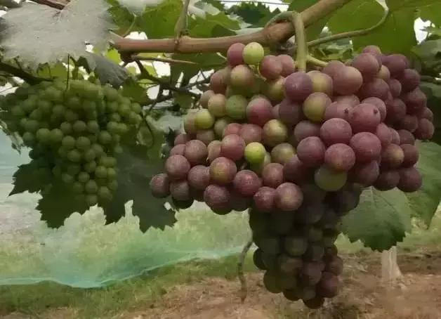 葡萄保果后掉粒什么原因,葡萄果粒变软脱落是什么原因