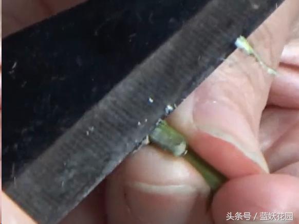 月季树嫁接教程,月季树的芽接方法