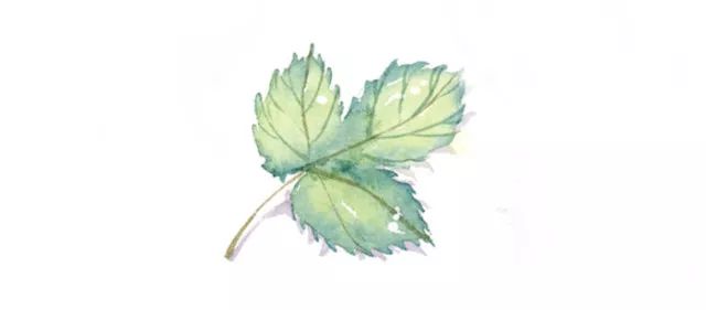 话说补土｜宣肺止咳平喘——杏仁