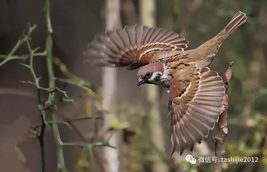 诚实的麻雀,谦虚的麻雀