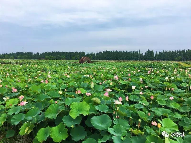 荷你有约金湖音乐节,荷你有约开学典礼