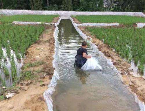 泥鳅稻田养殖怎样捕捞,安徽稻田养殖泥鳅成本利润