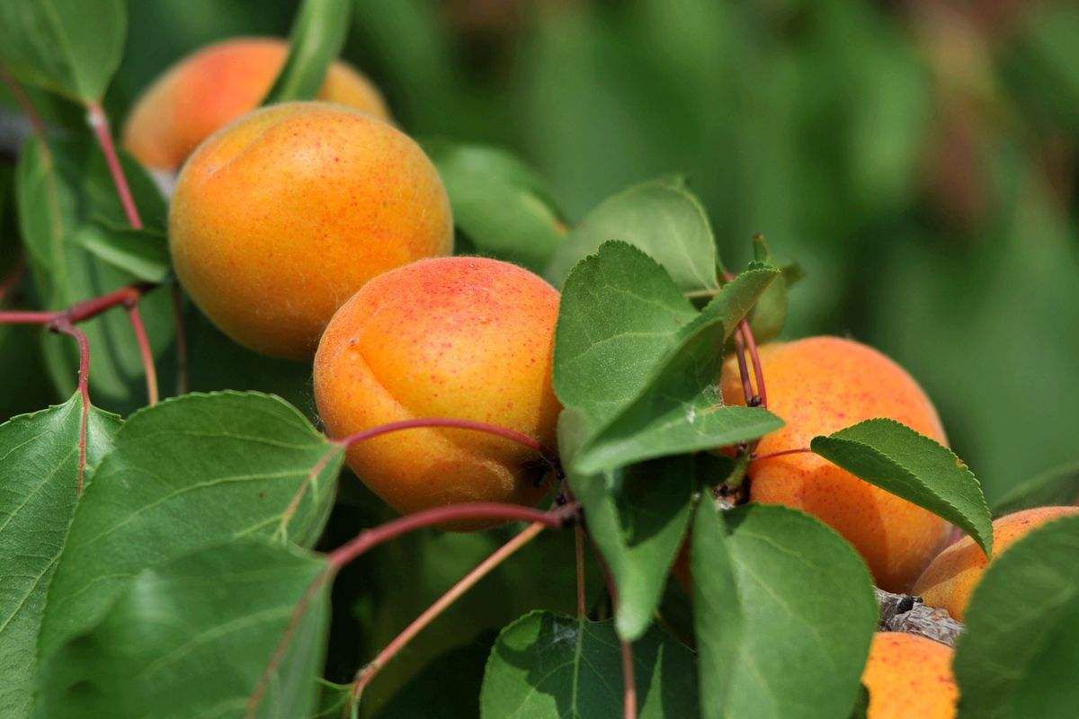 水果好吃营养多,但孕妈却是要谨慎吃的,这7种水果孕妈要注意