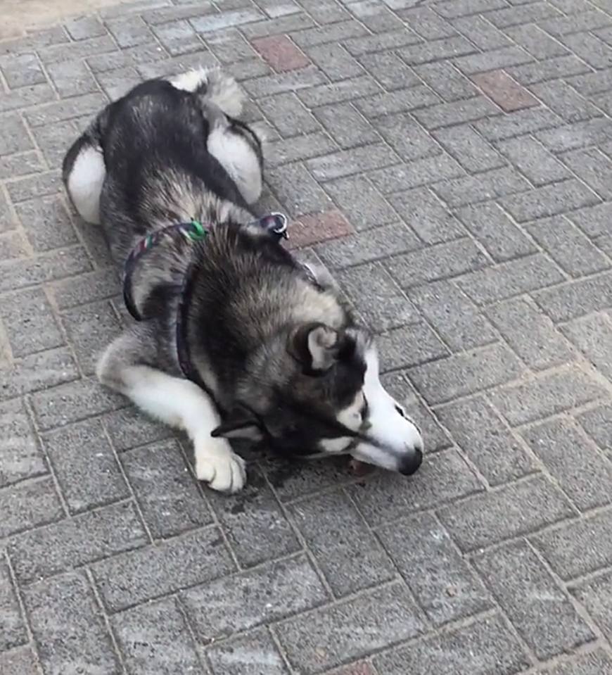 边牧一脸嫌弃看二哈啃仙人掌,边牧专治二哈