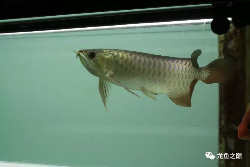 28-30公分龙鱼怎么喂养,龙鱼喂食能混合么