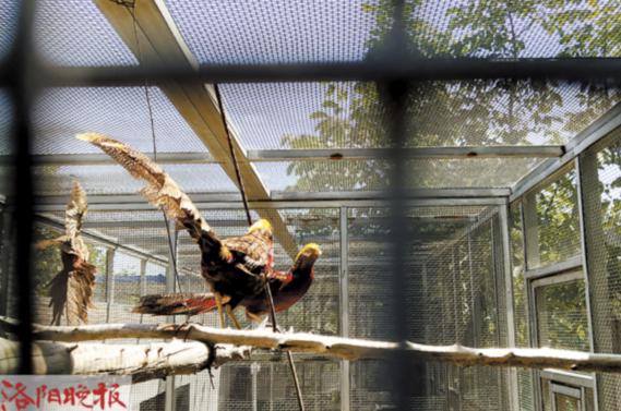 受伤夜鹭幼鸟小区求助,路人捡到受伤鹭鸟求助消防