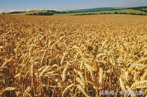 农六师芳草湖农场未来发展规划,新疆农六师芳草湖总场