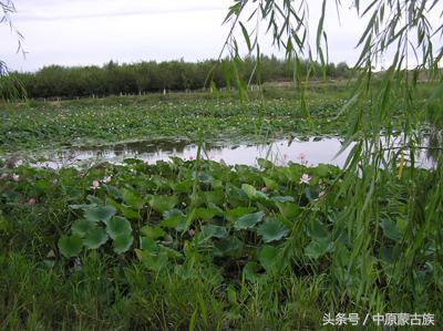新疆农六师芳草湖总场,新疆农六师芳草湖