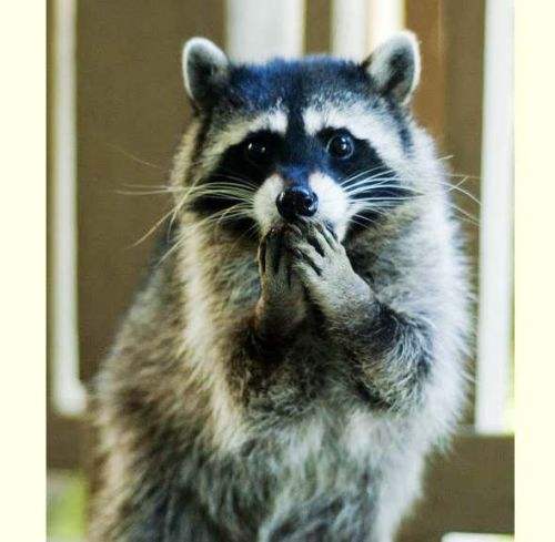 中国人民直播看熊猫，老美人民直播看浣熊！笑