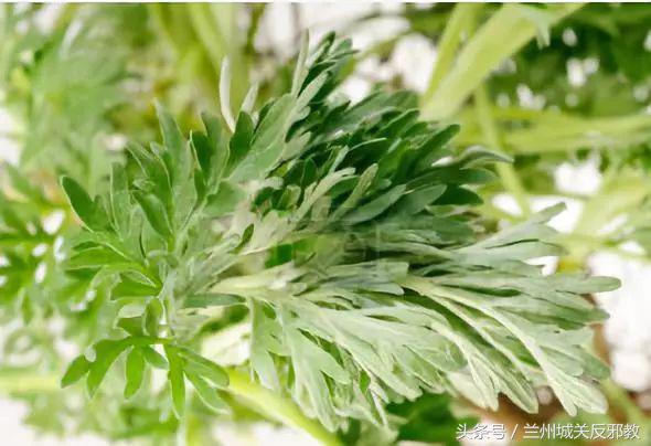 一撮六月“神仙草”,助眠补肾防蚊咬!只花几块钱,整个夏天没病扰