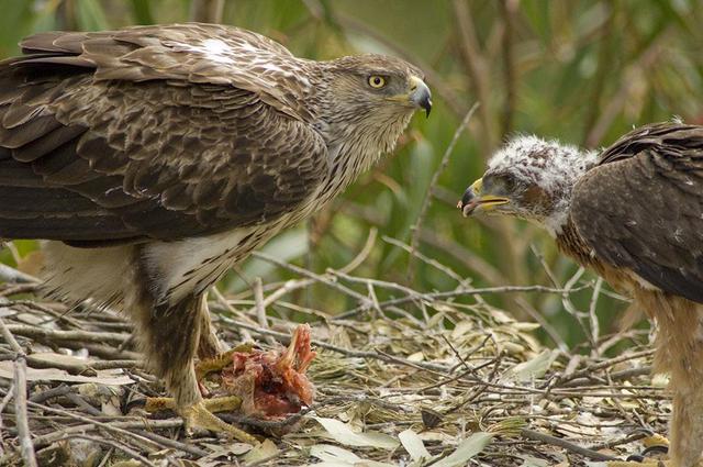 实拍山林养殖土鸡的点滴历程,农村养土鸡的真实生活
