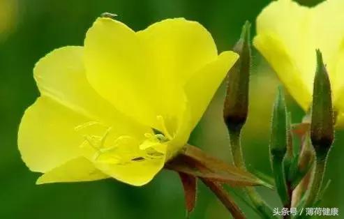 月见草蔓越莓葡萄籽一起的效果,葡萄籽能和蔓越莓月见草一起吃吗