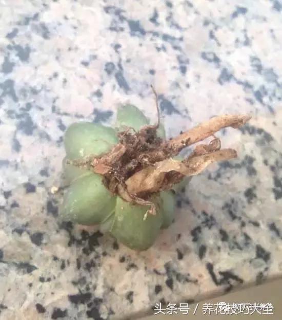 蟹爪兰长得好好的就断了怎么回事,蟹爪兰花谢了怎么处理才能复花