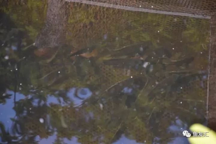 特隆贝塔如何饲养,特隆贝塔半皇与红彩区别