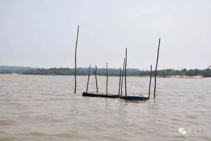 特隆贝塔如何饲养,特隆贝塔半皇与红彩区别