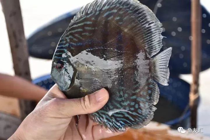 特隆贝塔如何饲养,特隆贝塔半皇与红彩区别