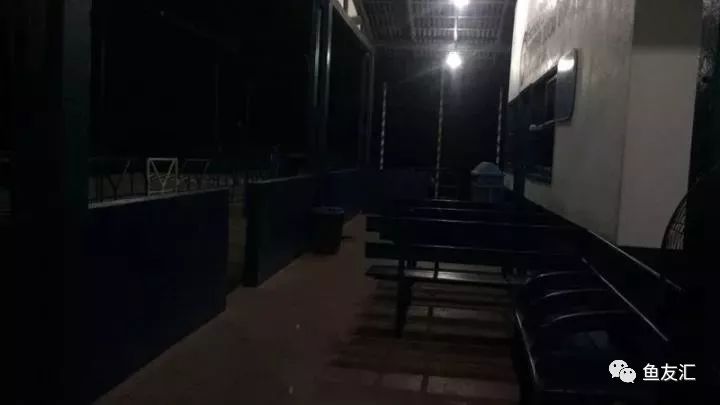 特隆贝塔如何饲养,特隆贝塔半皇与红彩区别