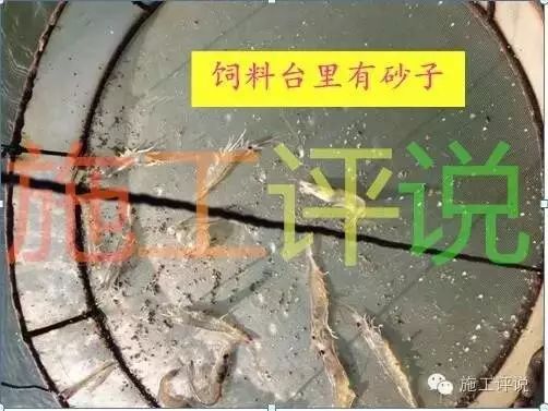 南美白对虾漂浮水怎么处理,南美白对虾生活习性详解